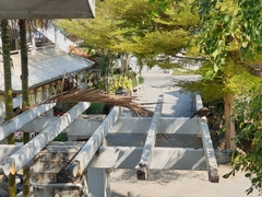 Acridotheres tristis