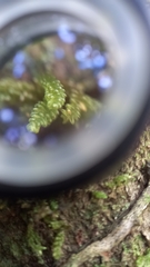 Weymouthia cochlearifolia