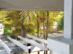 Acridotheres tristis