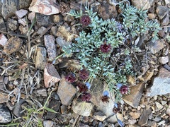 Porophyllum linifolium