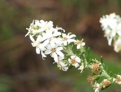Olearia ramulosa