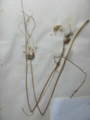 Allium canadense canadense