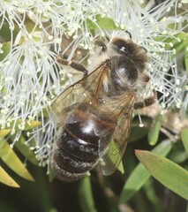 Apis mellifera