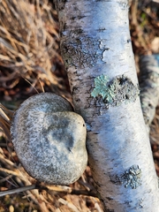 Fomitopsis betulina