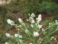 Olearia ramulosa