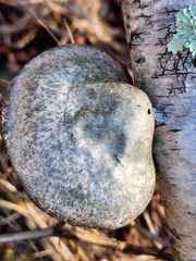 Fomitopsis betulina