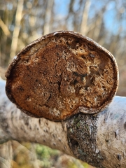 Fomitopsis betulina
