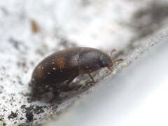 Litargus tetraspilotus