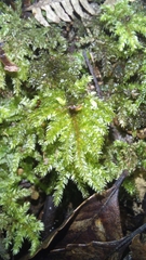 Hypnodendron