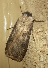 Agrotis malefida