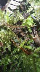 Hypnodendron