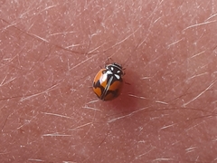 Adalia angulifera