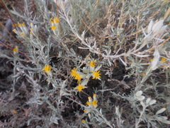 Tetradymia canescens