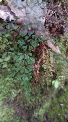 Lindsaea trichomanoides
