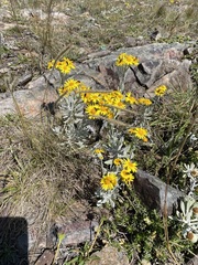 Senecio ostenii