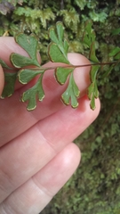 Lindsaea trichomanoides