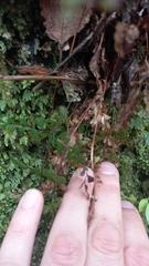 Lindsaea trichomanoides