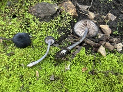 Entoloma serrulatum