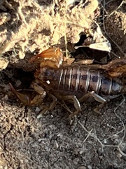 Superstitionia donensis