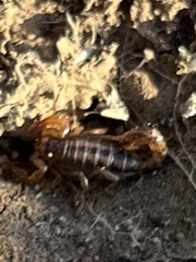 Superstitionia donensis