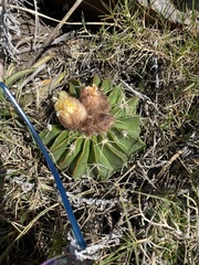 Parodia erinaceus
