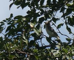 Vireo gilvus
