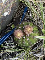 Parodia ottonis