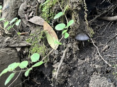 Entoloma serrulatum