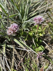 Grazielia brevipetiolata