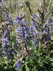 Lupinus multiflorus