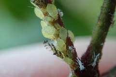 Sarucallis kahawaluokalani