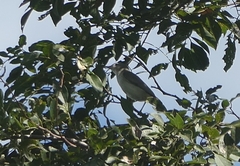 Vireo gilvus