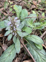 Ajuga taiwanensis