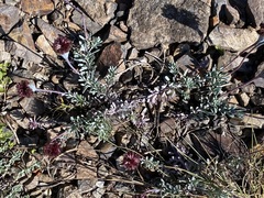 Porophyllum linifolium