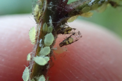 Sarucallis kahawaluokalani