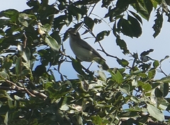 Vireo gilvus