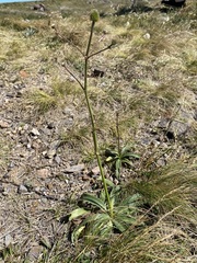 Eryngium sanguisorba