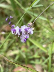 Glycine tabacina