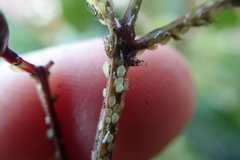 Sarucallis kahawaluokalani