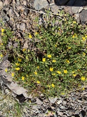 Scoparia montevidensis