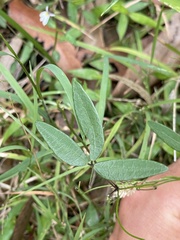 Glycine tabacina