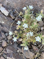 Spergularia rupestris