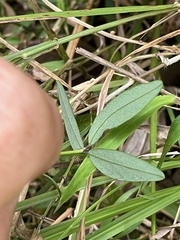 Glycine tabacina