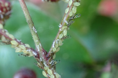 Sarucallis kahawaluokalani