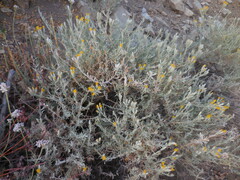 Tetradymia canescens