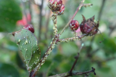 Sarucallis kahawaluokalani