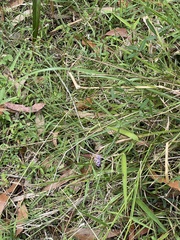 Glycine tabacina