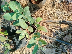 Psidium guajava