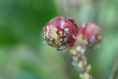 Sarucallis kahawaluokalani