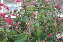 Sarucallis kahawaluokalani